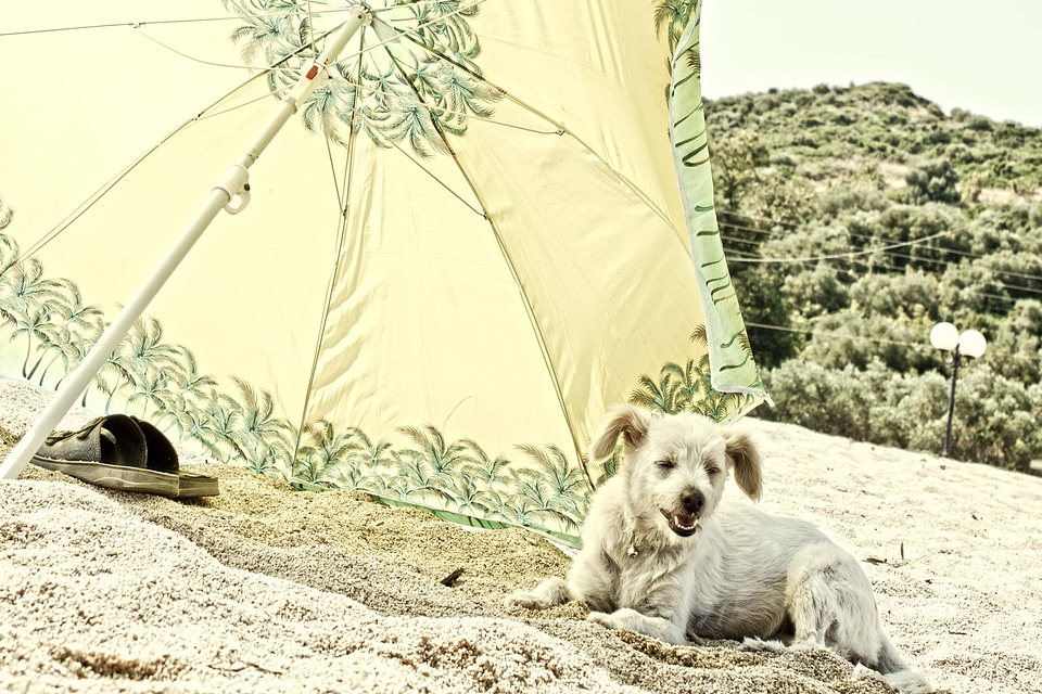 Dog parasol summer