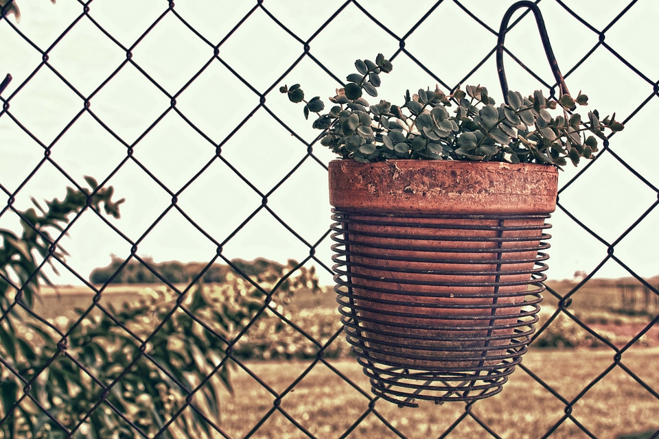 Flowerpot flowers terracotta