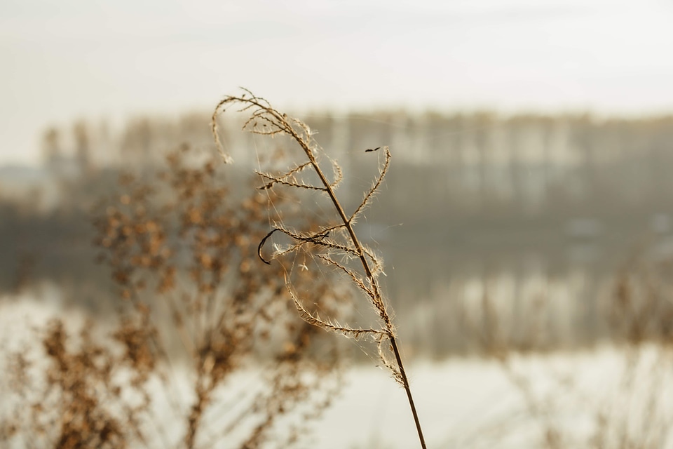 Autumn spider web weed
