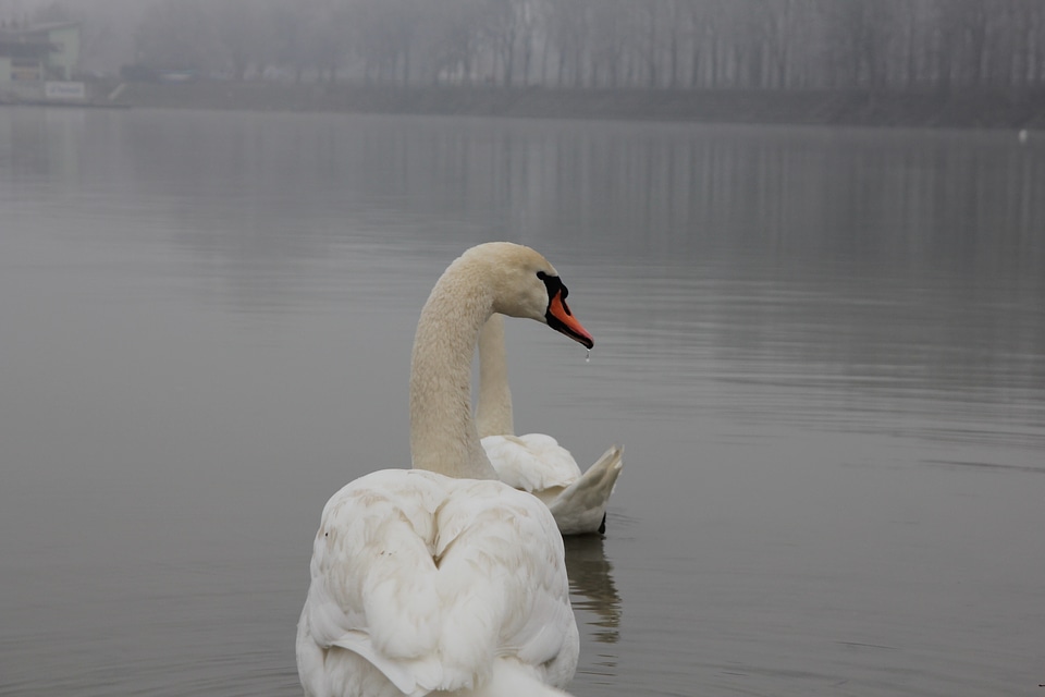Swan fog waterdrop