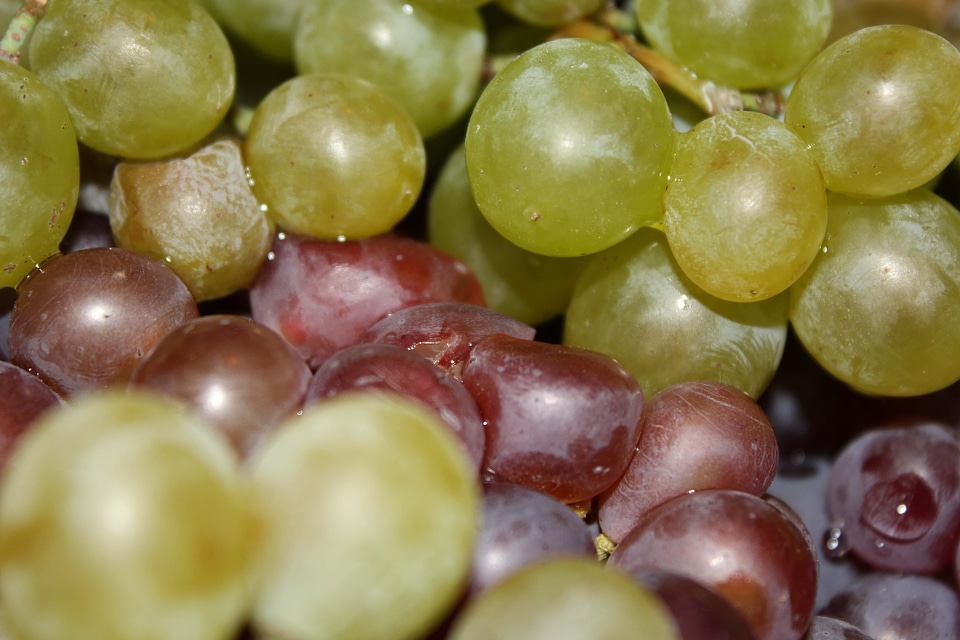 Grapes fruit close-up