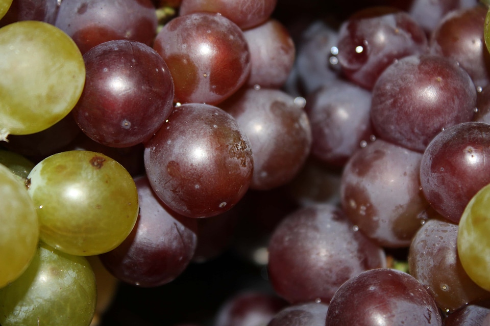 Grapes viticulture details