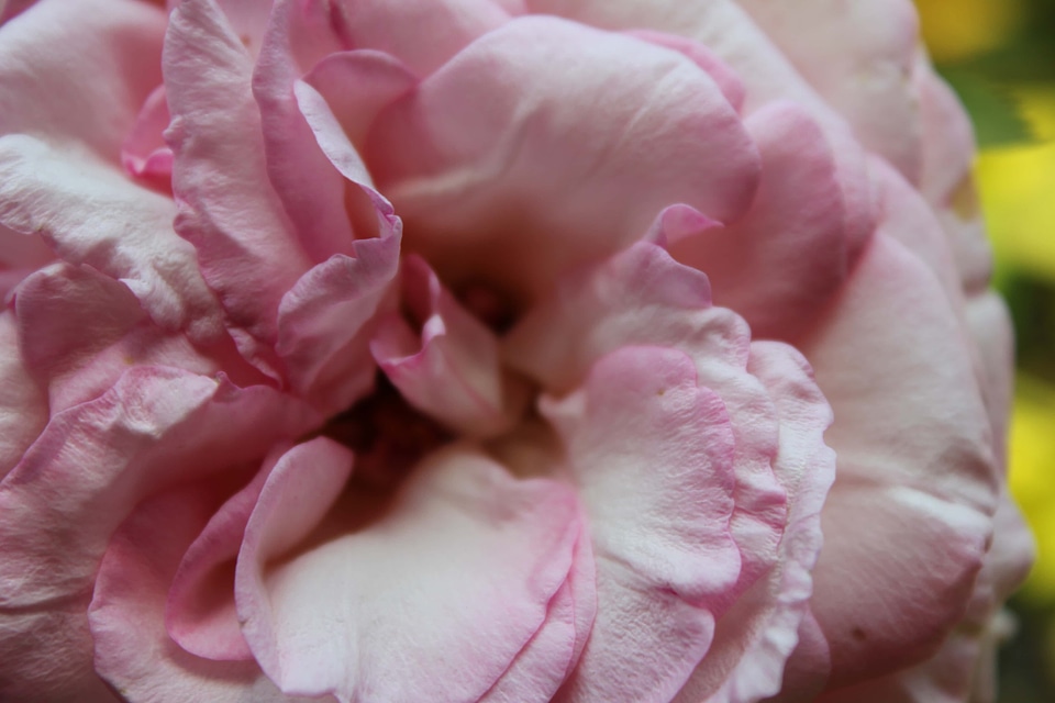 Roses petals pinkish