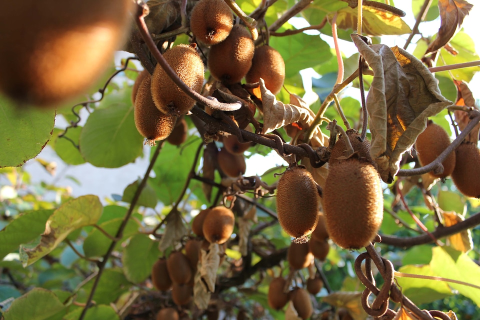 Kiwi orchard tropical