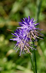 Flower purple plants