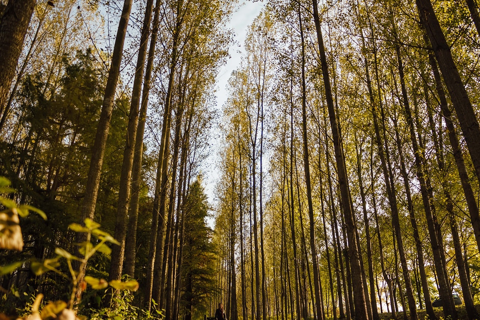 Perspective trees forest path