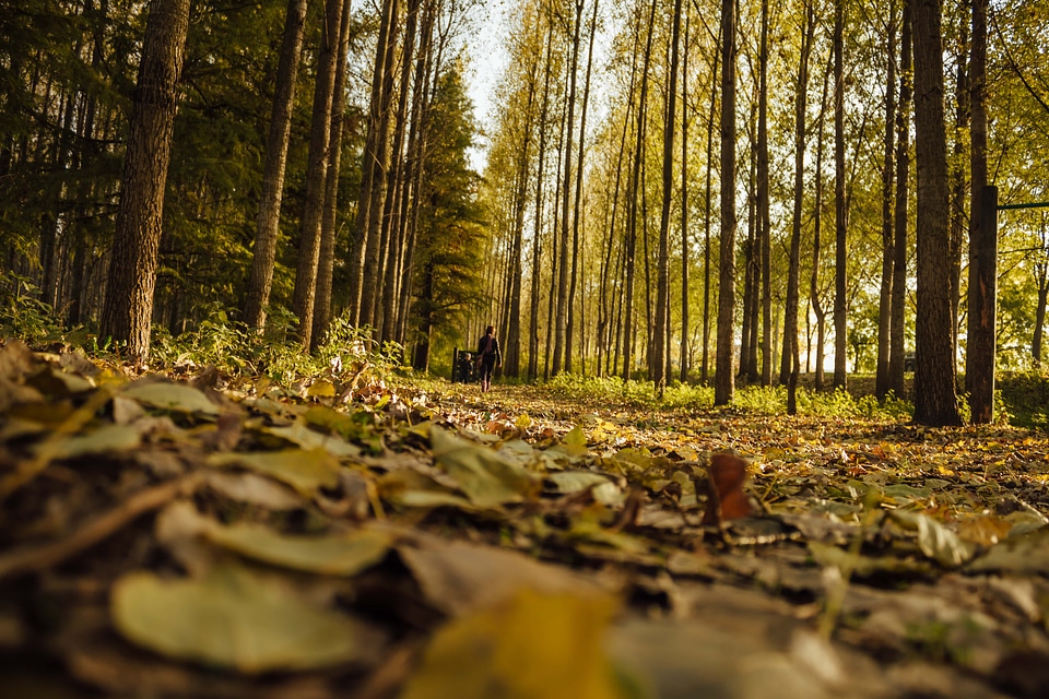 Alone forest path forest trail