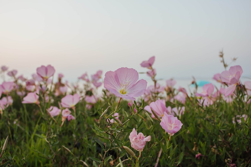 Roses wildflower pink