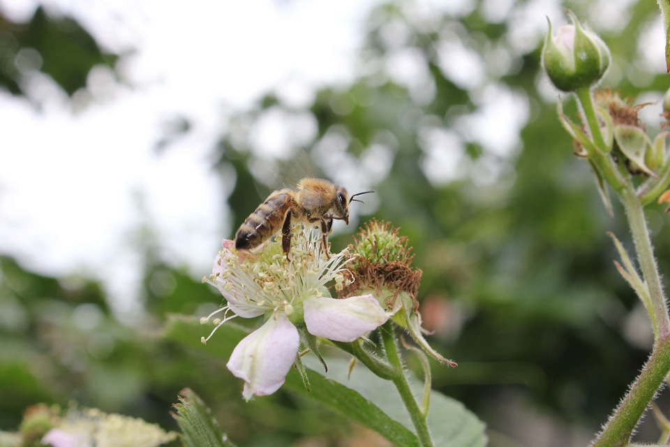 Flying pollination honeybee