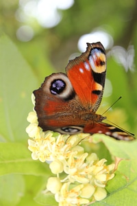 Butterfly Flower butterfly colorful