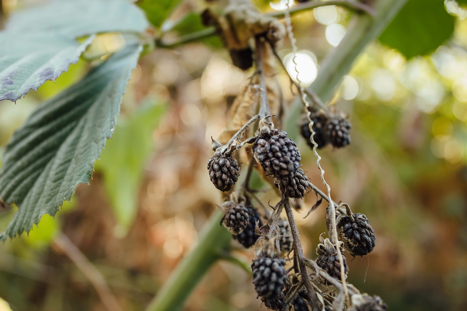 Blackberry fruit orchard