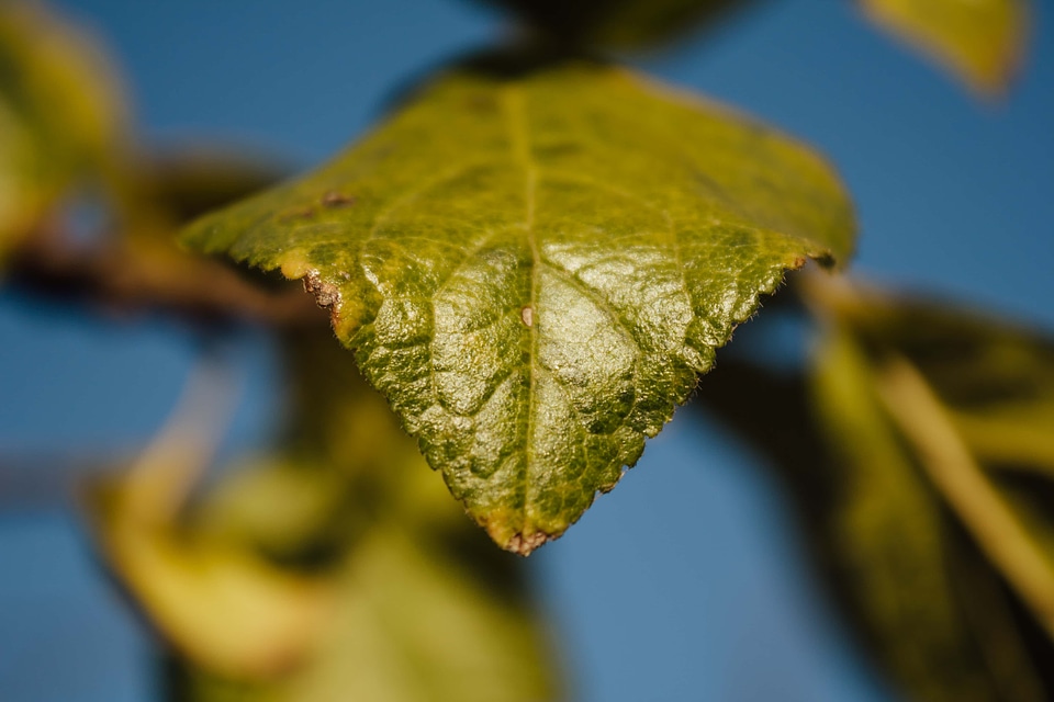 Green Leaves leaves leaf