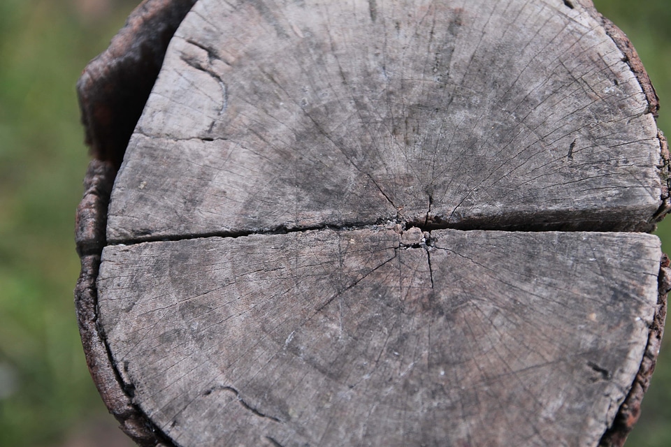 Wood bark hardwood