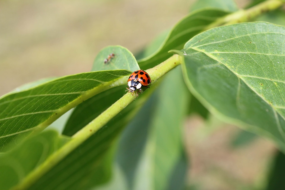 Ladybug green leaves branches