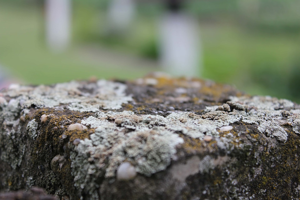 Lichen blur close-up