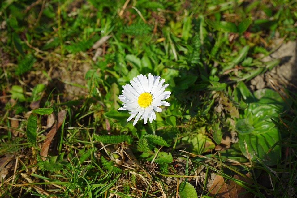 Bloom white bellis philosophy