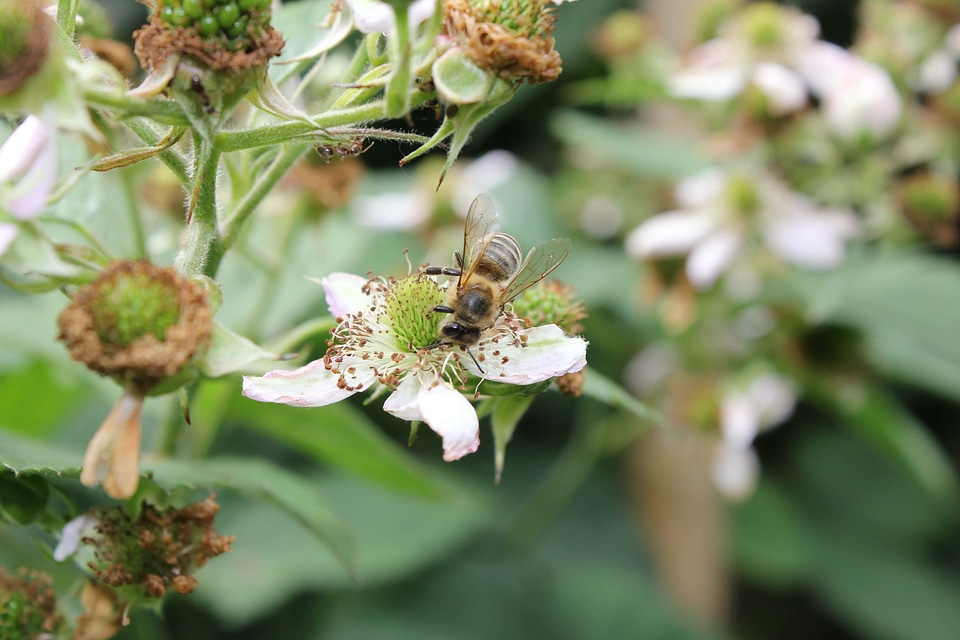 Bee insect pollination