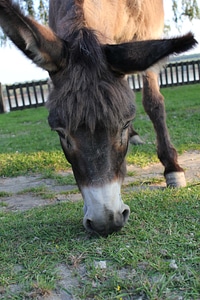 Donkey head portrait