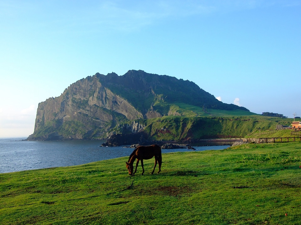 Horse landscape wilderness