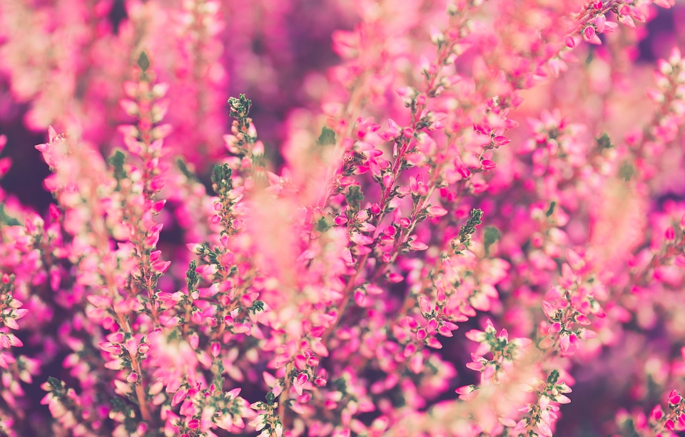 Plant garden close up