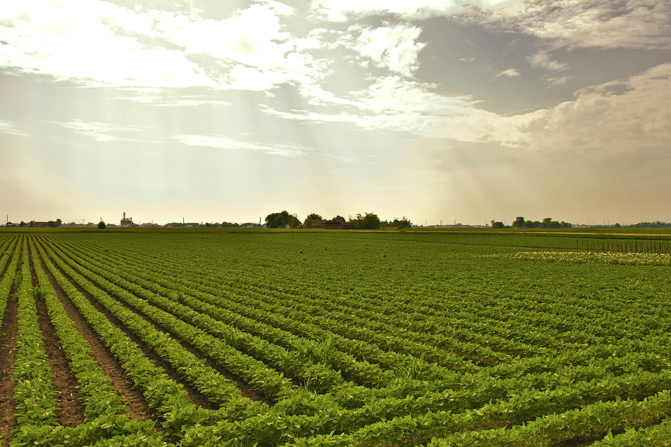 Soybean field agriculture photo