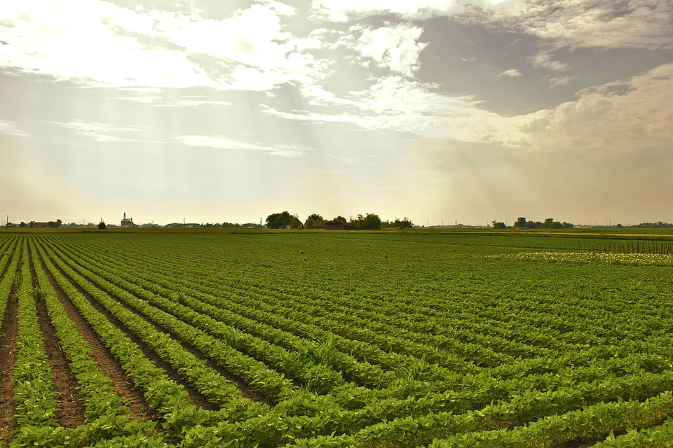 Soybean field agriculture