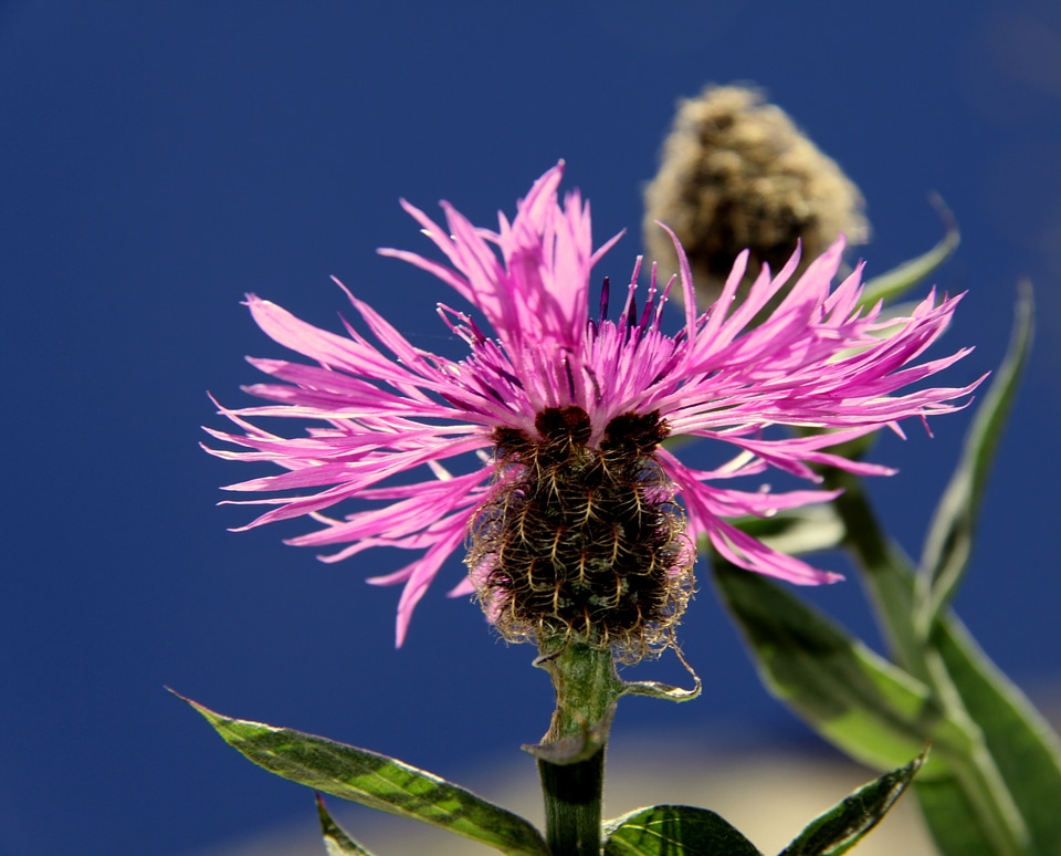 Pink pink flower nature