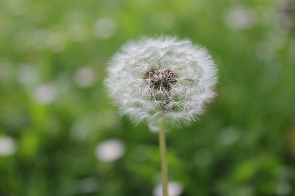 Dandelion close-up plant