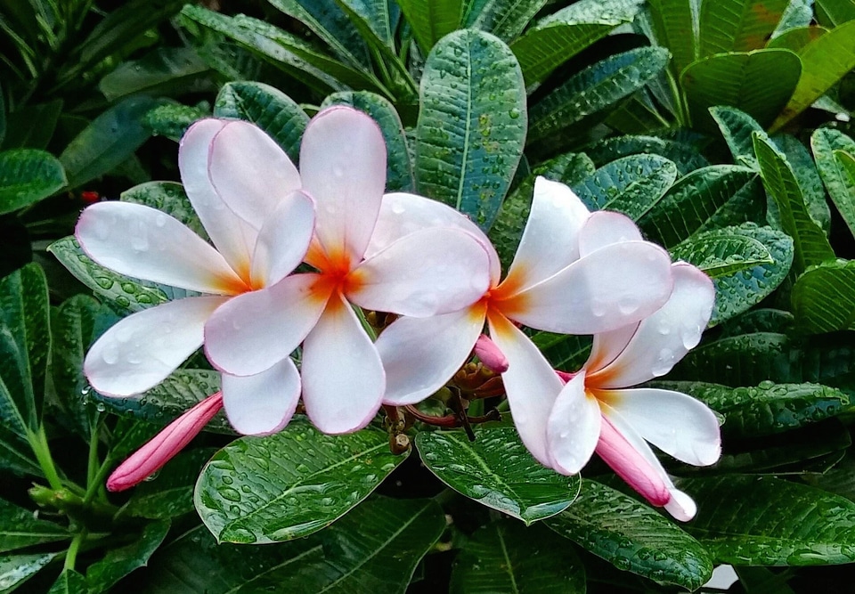 Wet plumeria plants