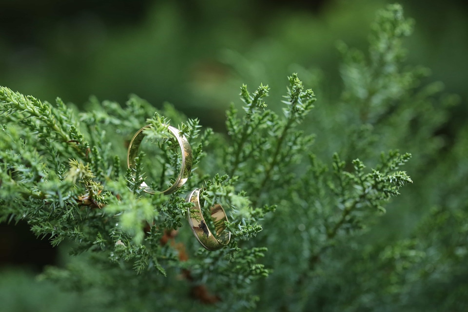 Branches details evergreen