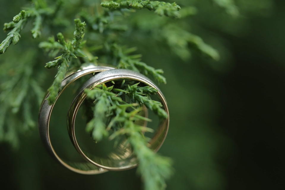 Close-Up conifers gold