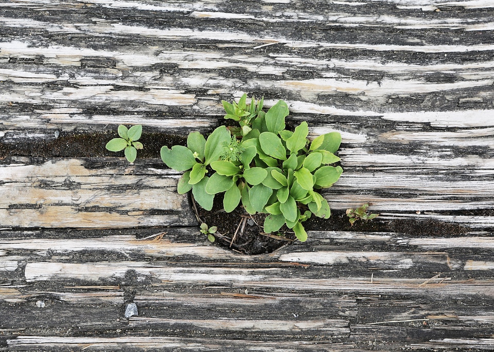 Leaves wooden sprout