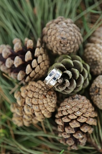 Brilliant conifers evergreen
