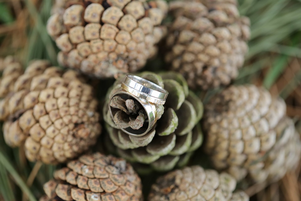 Conifer decoration detail