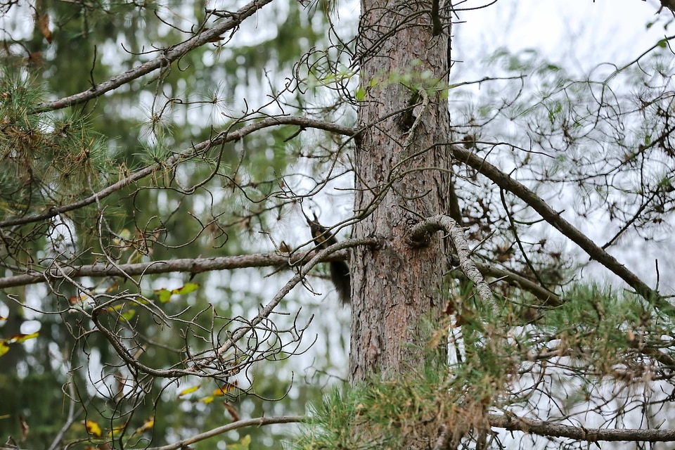 Branches conifers forest