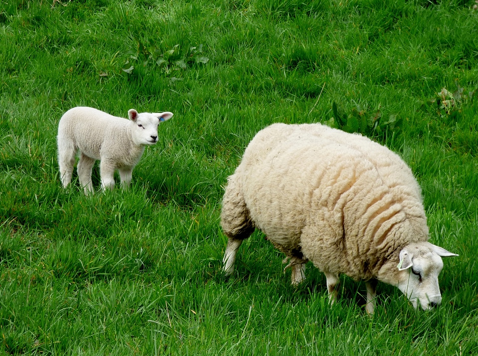 Animal pasture nature