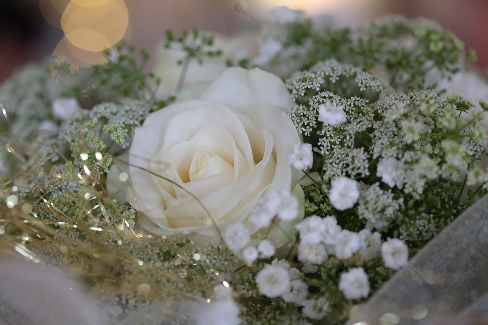 Close-Up golden glow rose