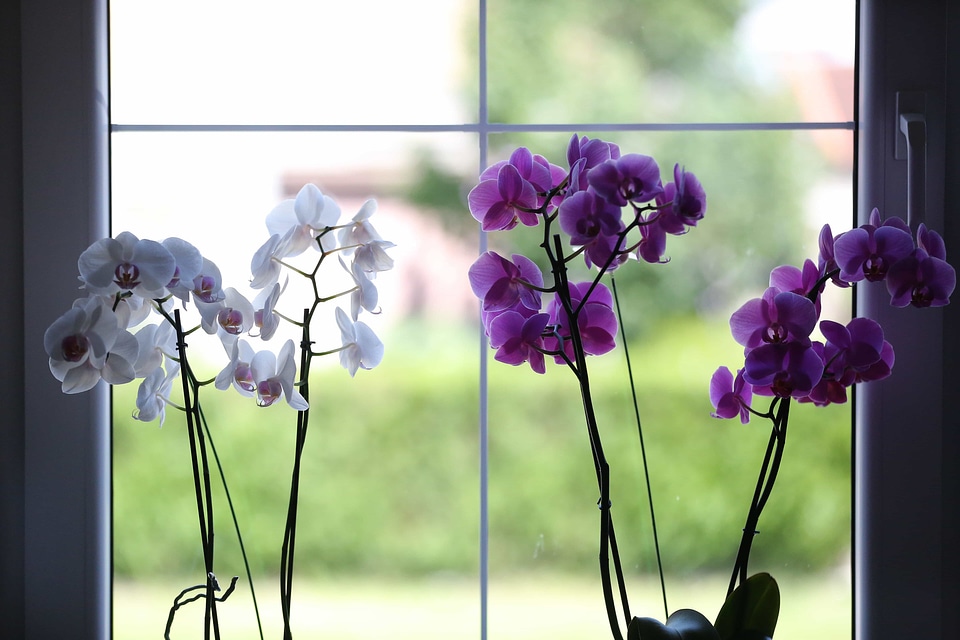Indoor orchid purple