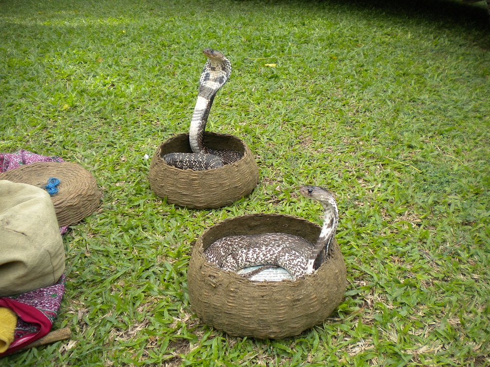 Cobra poisonous culture
