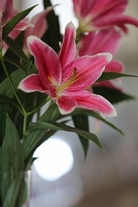 Close-Up lily pinkish photo
