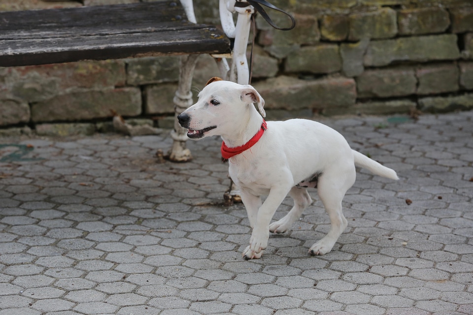 Adorable bench collar