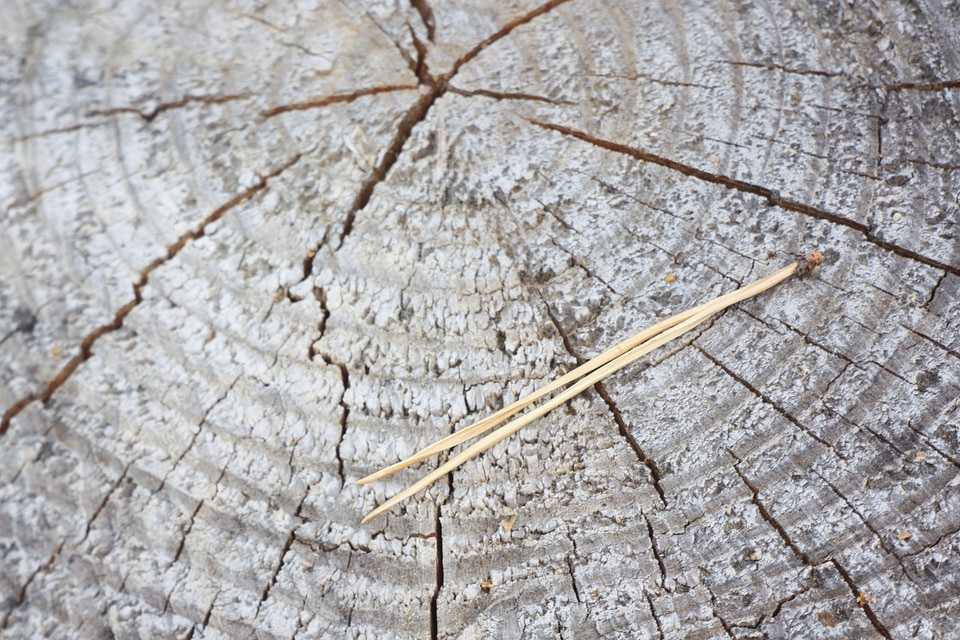 Coniferous tree trunk needles