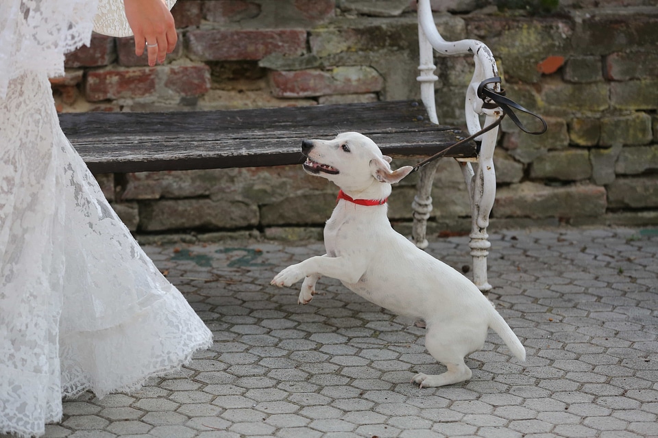 Bride dog happiness