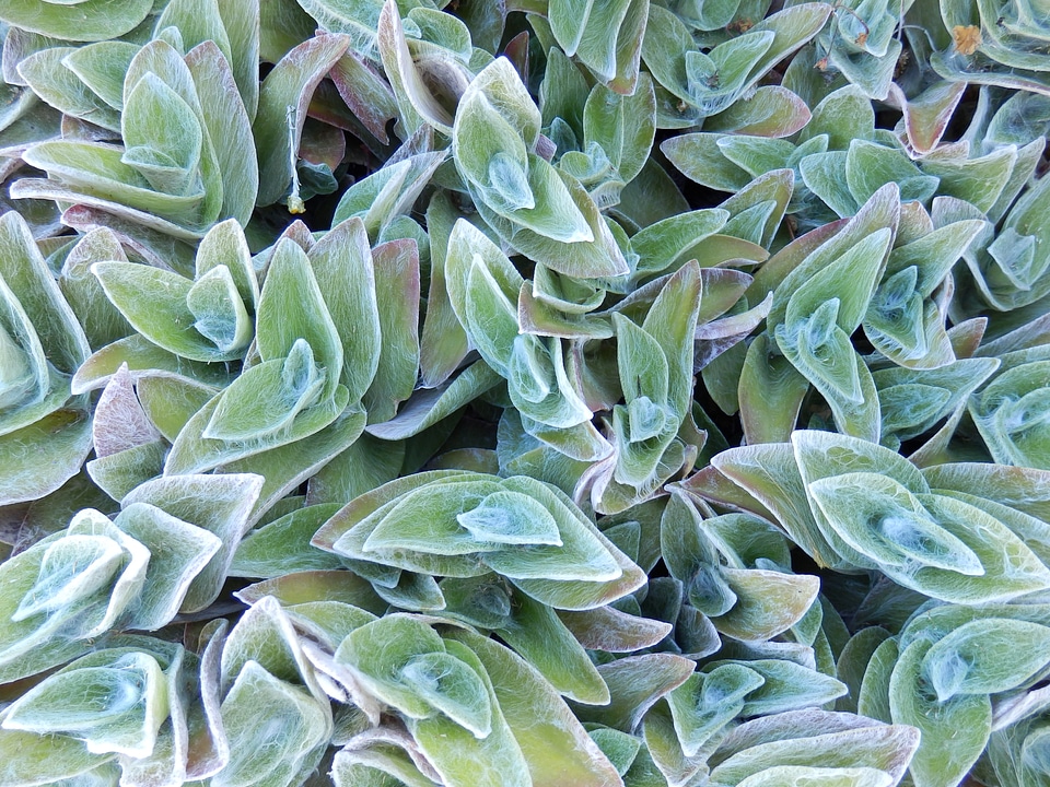 Leaf plant plants