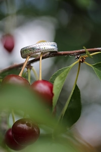 Branches cherries metallic