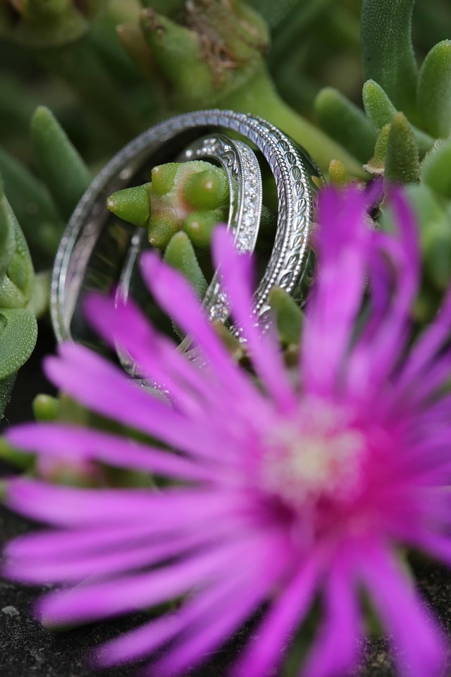 Cactus details flower