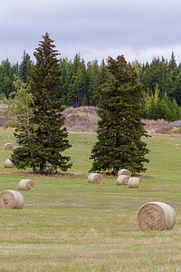 Grass landscape countryside photo