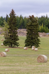 Grass landscape countryside