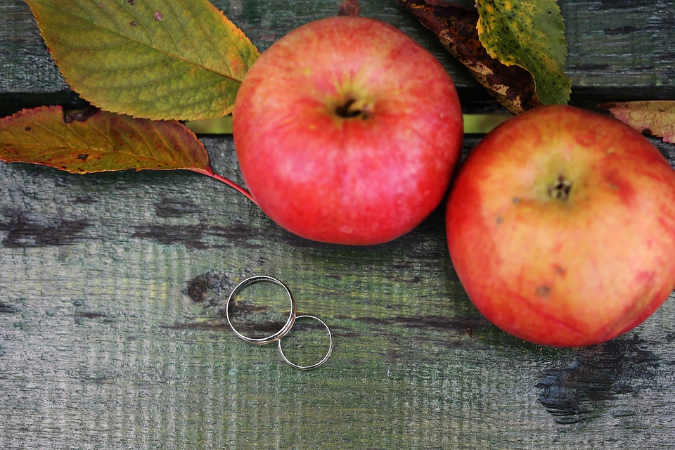 Apples autumn season rings