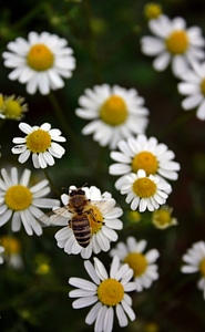 Insect close up blossom photo